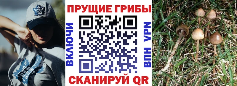 Галлюциногенные грибы Psilocybe  Усть-Илимск 